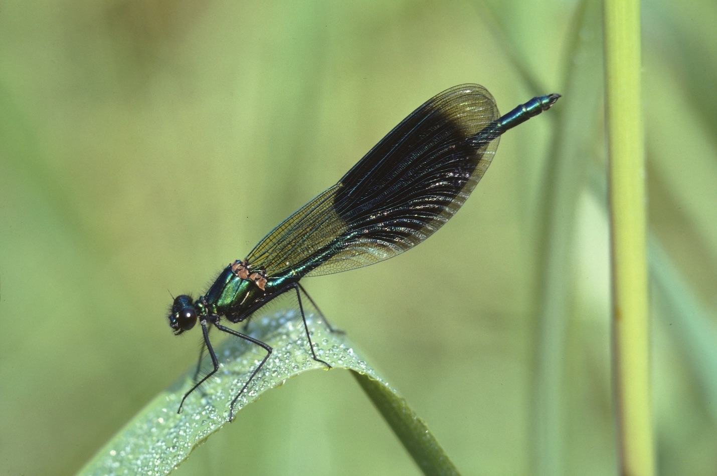Prachtlibelle