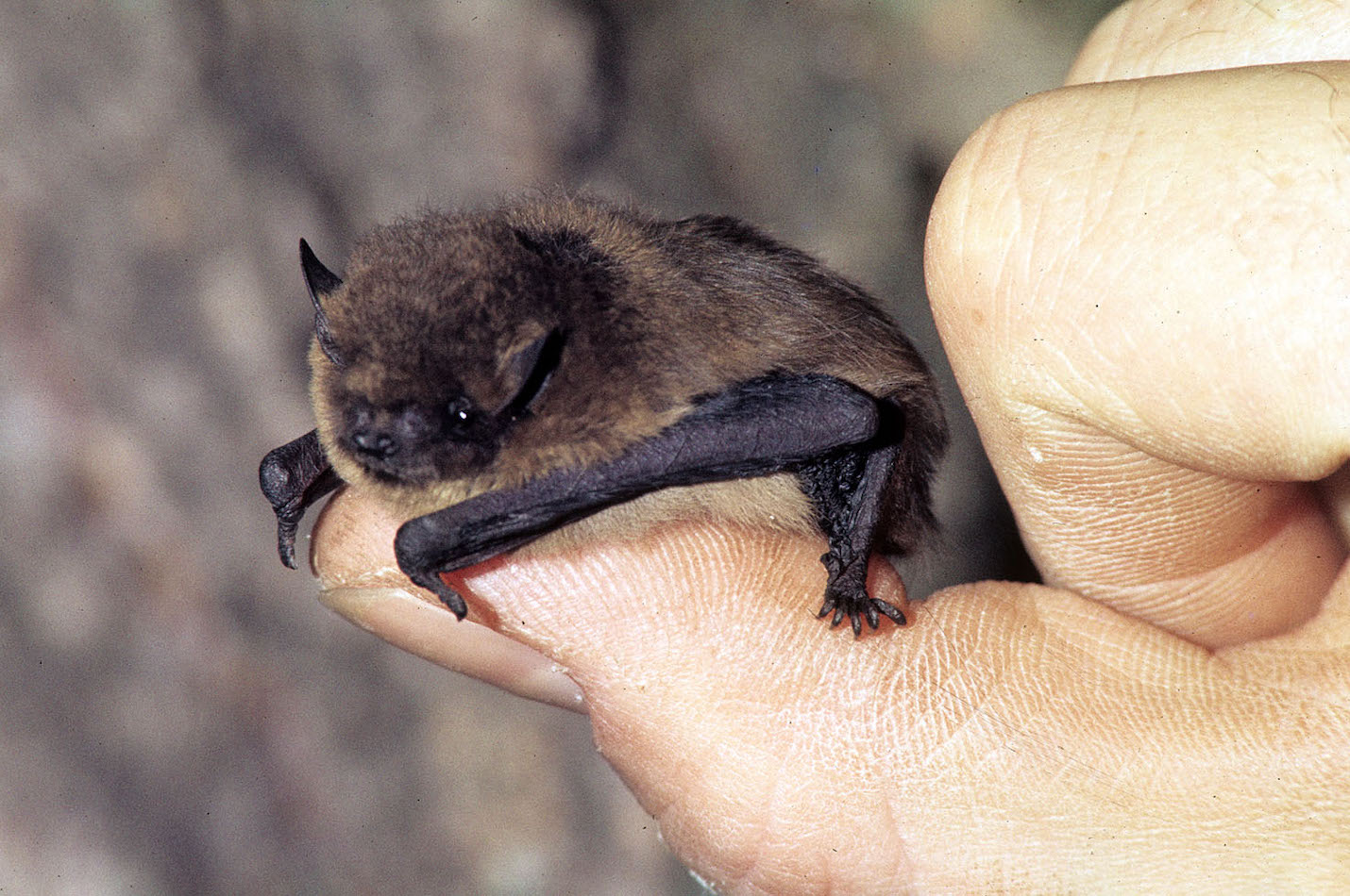 Zwergfledermaus