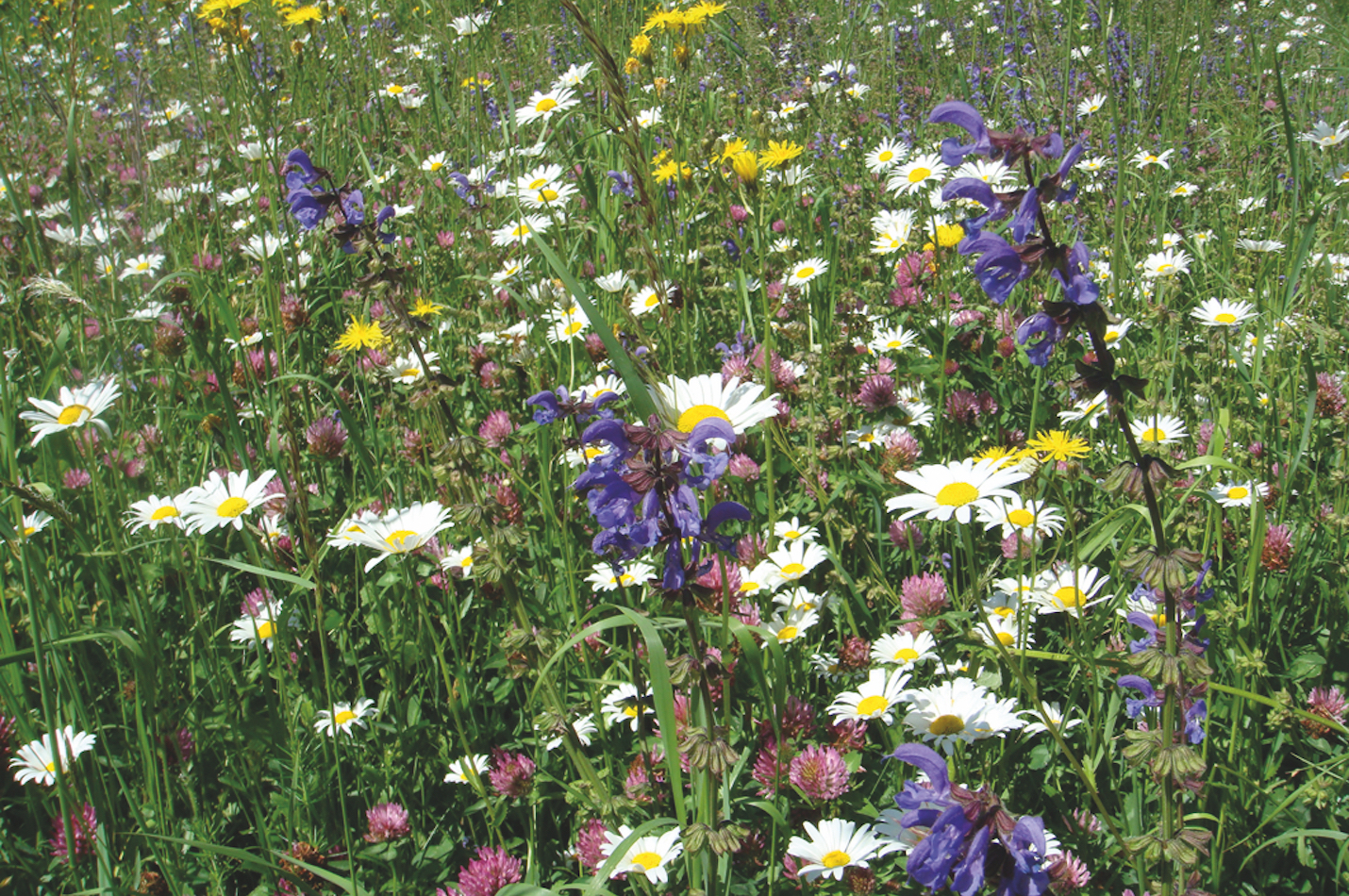 Blumenwiese