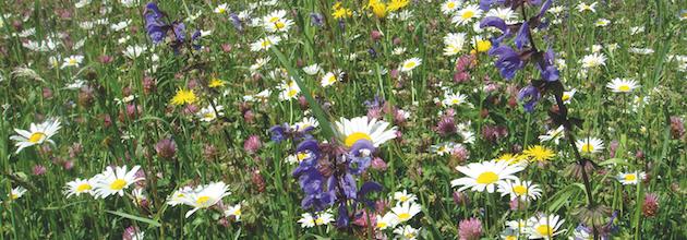 Blumenwiese