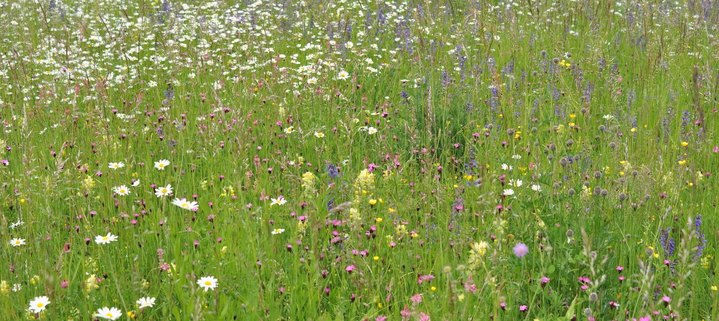 Prairie maigre