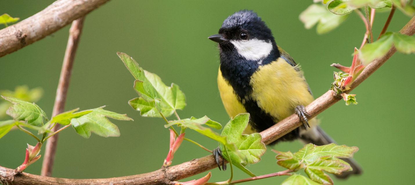 Mésange charbonnière