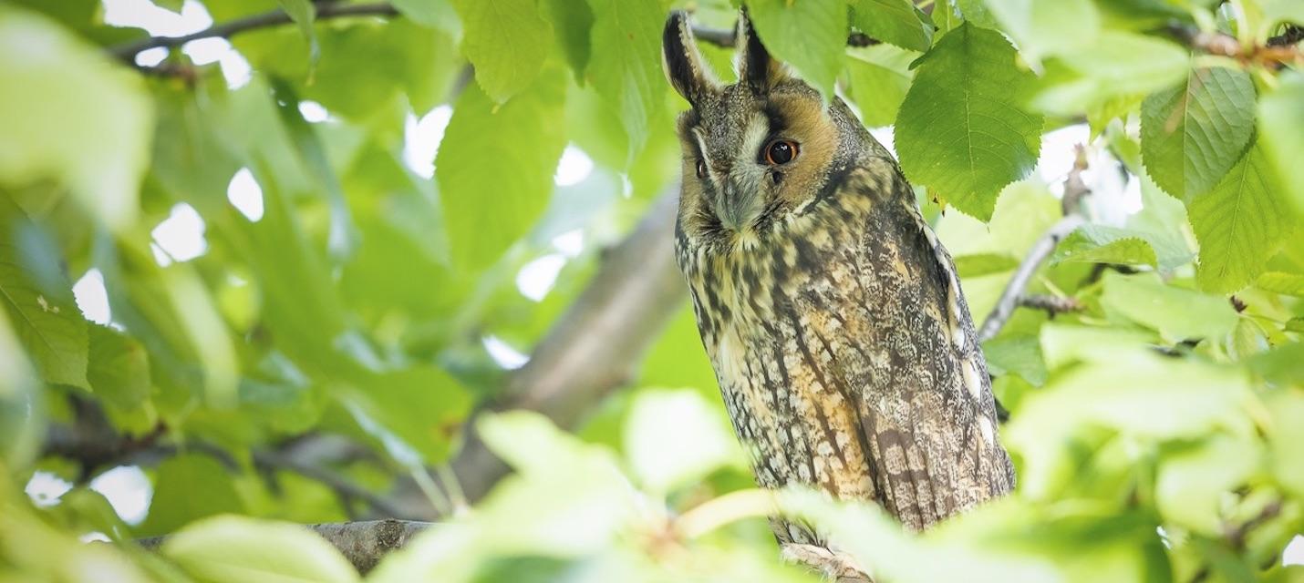 Hibou moyen-duc
