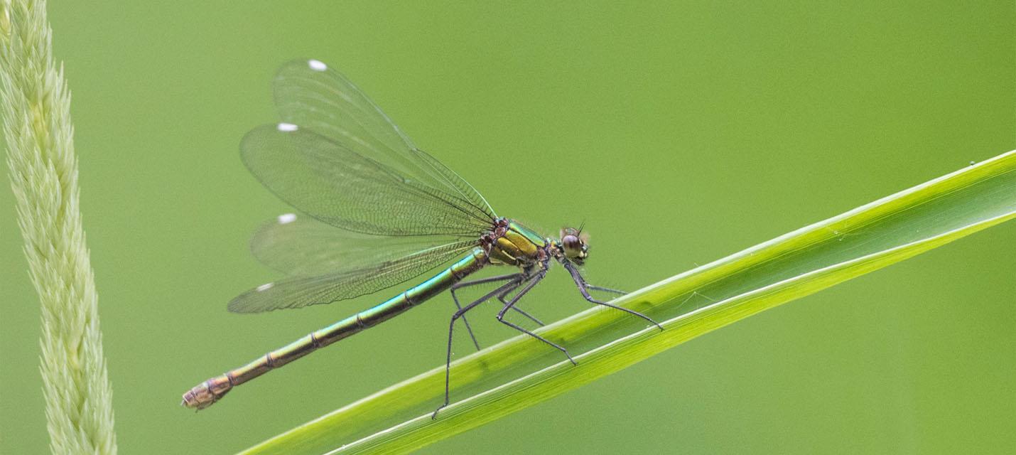 Calopteryx splendens