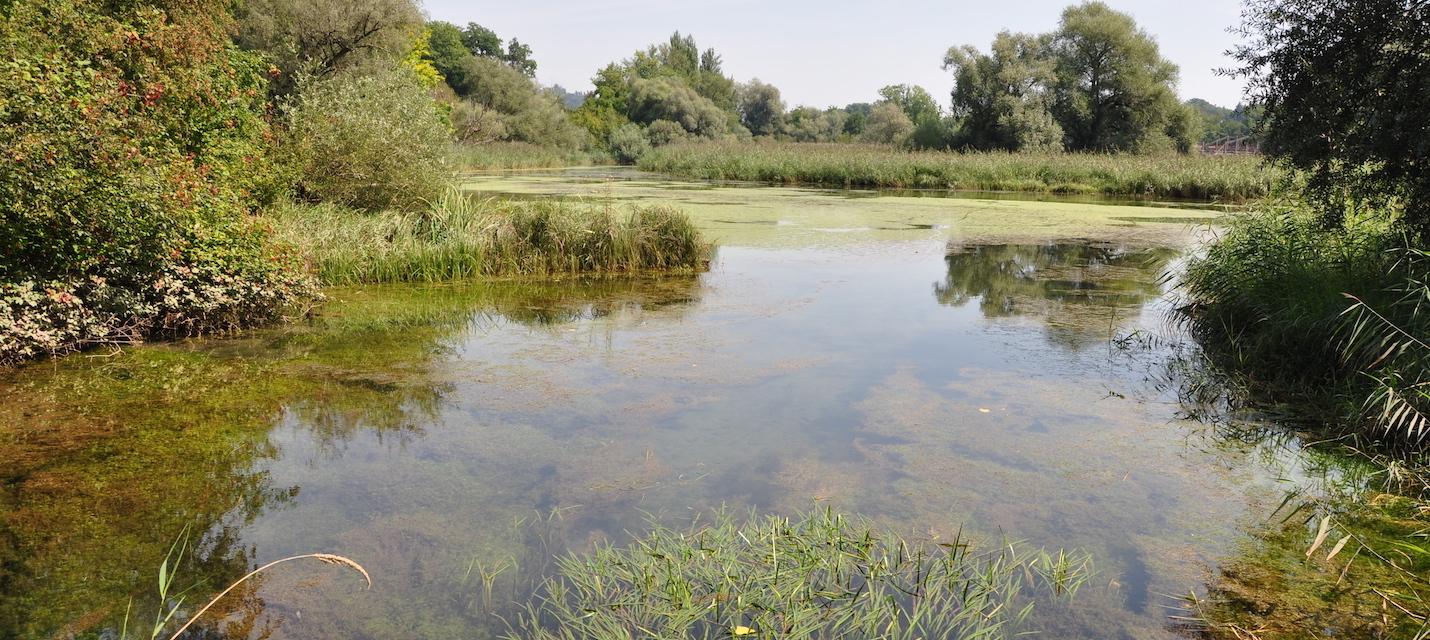 Auenlandschaft am Klingnauer Stausee