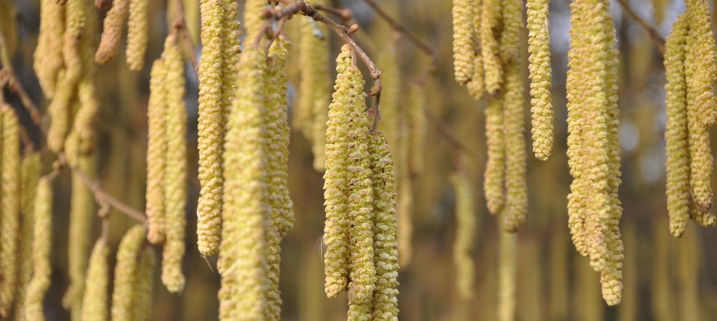 Noisetier en fleur