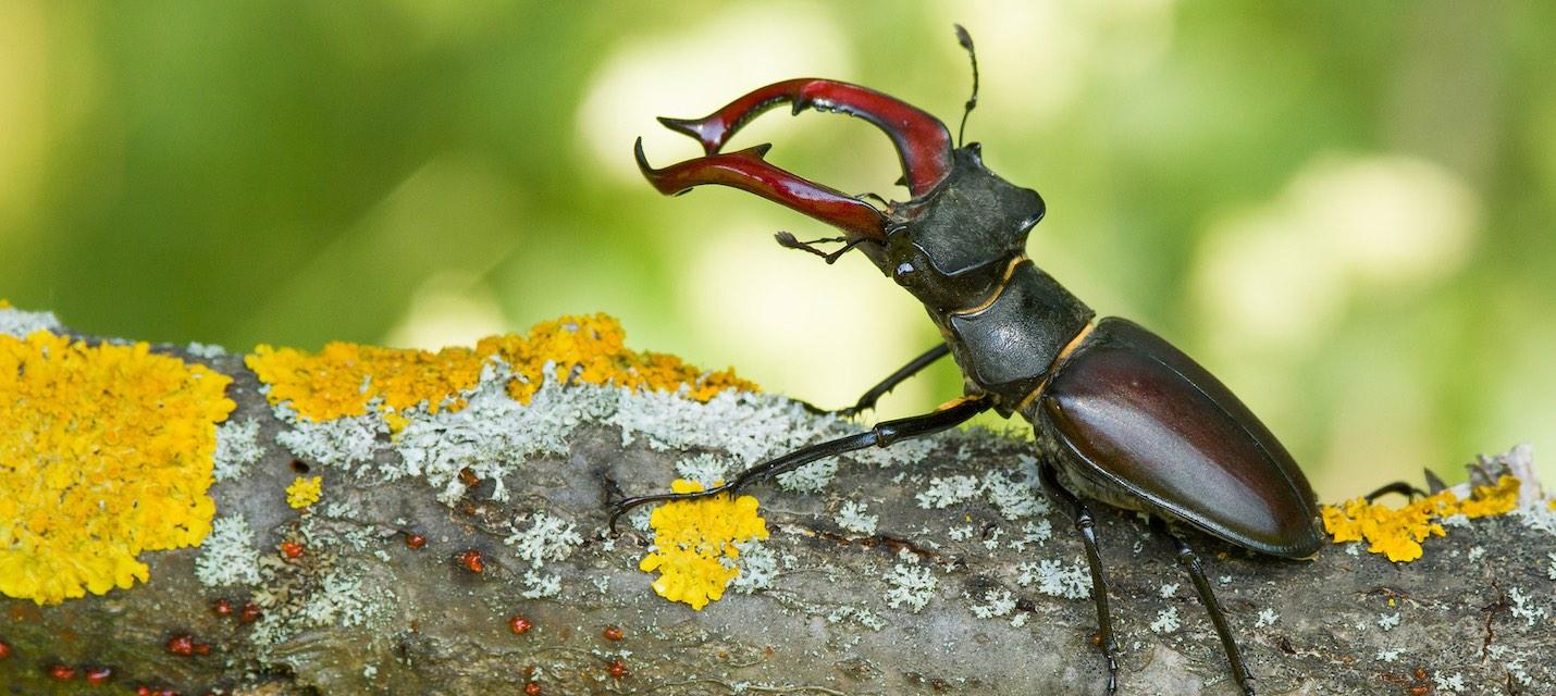 Hirschkäfer