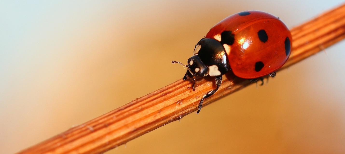 Coccinelle