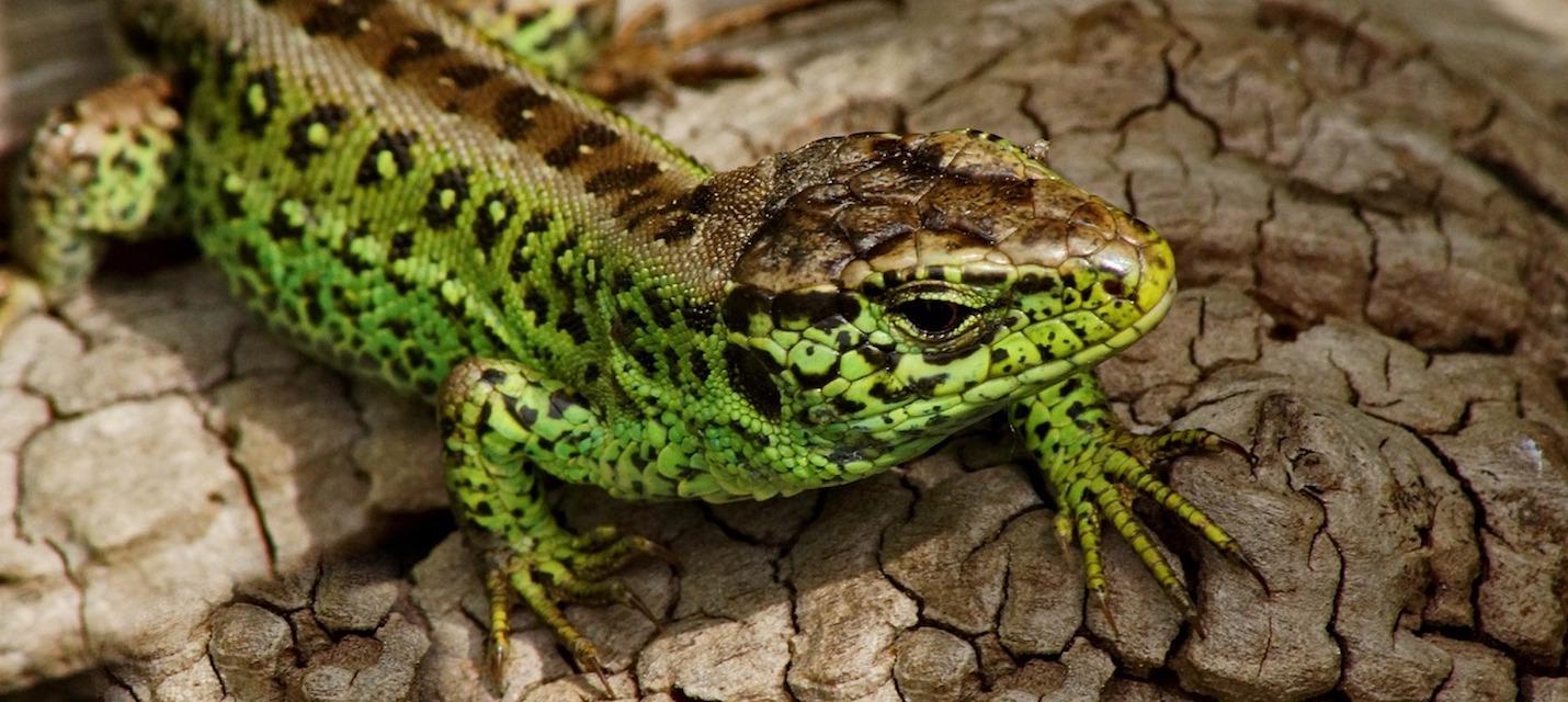 Lézard agile